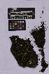  ( - UBC-B-B262154)  @11 [ ] (by-nc) (2025) Unspecified University of British Columbia Herbarium