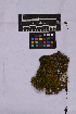  ( - UBC-B-B262156)  @11 [ ] (by-nc) (2025) Unspecified University of British Columbia Herbarium