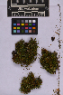  ( - UBC-B-B262166)  @11 [ ] (by-nc) (2025) Unspecified University of British Columbia Herbarium