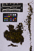  (Campylopus subulatus - UBC-B-B262168)  @11 [ ] (by-nc) (2025) Unspecified University of British Columbia Herbarium