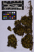 ( - UBC-B-B262169)  @11 [ ] (by-nc) (2025) Unspecified University of British Columbia Herbarium