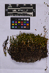  ( - UBC-B-B262173)  @11 [ ] (by-nc) (2025) Unspecified University of British Columbia Herbarium