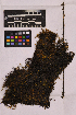  ( - UBC-B-B28510)  @11 [ ] (by-nc) (2025) Unspecified University of British Columbia Herbarium