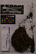  ( - UBC-B-B2987)  @11 [ ] (by-nc) (2025) Unspecified University of British Columbia Herbarium