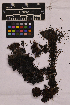  ( - UBC-B-B36640)  @11 [ ] (by-nc) (2025) Unspecified University of British Columbia Herbarium