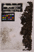  ( - UBC-B-B36644)  @11 [ ] (by-nc) (2025) Unspecified University of British Columbia Herbarium