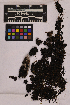  ( - UBC-B-B36647)  @11 [ ] (by-nc) (2025) Unspecified University of British Columbia Herbarium