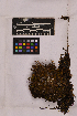 ( - UBC-B-B3804)  @11 [ ] (by-nc) (2025) Unspecified University of British Columbia Herbarium