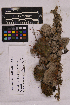  ( - UBC-B-B94622)  @11 [ ] (by-nc) (2025) Unspecified University of British Columbia Herbarium