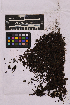  ( - UBC-B-B99292)  @11 [ ] (by-nc) (2025) Unspecified University of British Columbia Herbarium