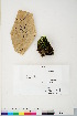  ( - CCDB-28048-D11)  @11 [ ] CreativeCommons - Attribution (2016) Canadian Museum of Nature Canadian Museum of Nature