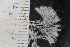  (Bicellariella - SweBOL_Bryozoa_1186)  @11 [ ] CreativeCommons - Attribution Non-Commercial Share-Alike (2017) University of Bergen Natural History Collections