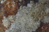  ( - SweBOL_Bryozoa_1284)  @11 [ ] CreativeCommons - Attribution Non-Commercial Share-Alike (2017) University of Bergen Natural History Collections