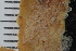  ( - SweBOL_Bryozoa_1329)  @11 [ ] CreativeCommons - Attribution Non-Commercial Share-Alike (2017) University of Bergen Natural History Collections