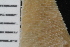  ( - SweBOL_Bryozoa_1330)  @11 [ ] CreativeCommons - Attribution Non-Commercial Share-Alike (2017) University of Bergen Natural History Collections