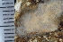  ( - SweBOL_Bryozoa_1460)  @11 [ ] CreativeCommons - Attribution Non-Commercial Share-Alike (2017) University of Bergen Natural History Collections
