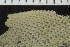  ( - ZMBN_106051)  @11 [ ] CreativeCommons - Attribution Non-Commercial Share-Alike (2017) University of Bergen Natural History Collections