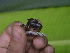  ( - AJC 1504)  @11 [ ] CreativeCommons - Attribution Non-Commercial Share-Alike (2010) Copyright Andrew J. Crawford Smithsonian Tropical Research Institute