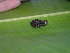  ( - AJC 1504)  @11 [ ] CreativeCommons - Attribution Non-Commercial Share-Alike (2010) Copyright Andrew J. Crawford Smithsonian Tropical Research Institute