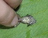  ( - AJC 1504)  @11 [ ] CreativeCommons - Attribution Non-Commercial Share-Alike (2010) Copyright Andrew J. Crawford Smithsonian Tropical Research Institute