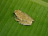  (Dendropsophus microcephalus - AJC 1507)  @15 [ ] CreativeCommons - Attribution Non-Commercial Share-Alike (2010) Copyright Andrew J. Crawford Smithsonian Tropical Research Institute