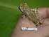  ( - AJC 1506)  @13 [ ] CreativeCommons - Attribution Non-Commercial Share-Alike (2010) Copyright Andrew J. Crawford Smithsonian Tropical Research Institute