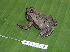  ( - AJC 1508)  @13 [ ] CreativeCommons - Attribution Non-Commercial Share-Alike (2010) Copyright Andrew J. Crawford Smithsonian Tropical Research Institute