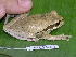  ( - AJC 1510)  @13 [ ] CreativeCommons - Attribution Non-Commercial Share-Alike (2010) Copyright Andrew J. Crawford Smithsonian Tropical Research Institute
