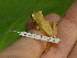  ( - AJC 1511)  @11 [ ] CreativeCommons - Attribution Non-Commercial Share-Alike (2010) Copyright Andrew J. Crawford Smithsonian Tropical Research Institute