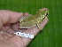 ( - AJC 1512)  @13 [ ] CreativeCommons - Attribution Non-Commercial Share-Alike (2010) Copyright Andrew J. Crawford Smithsonian Tropical Research Institute