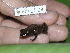  ( - AJC 1524)  @11 [ ] CreativeCommons - Attribution Non-Commercial Share-Alike (2010) Copyright Andrew J. Crawford Smithsonian Tropical Research Institute