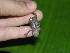  ( - AJC 1524)  @11 [ ] CreativeCommons - Attribution Non-Commercial Share-Alike (2010) Copyright Andrew J. Crawford Smithsonian Tropical Research Institute