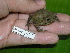  ( - AJC 1527)  @13 [ ] CreativeCommons - Attribution Non-Commercial Share-Alike (2010) Copyright Andrew J. Crawford Smithsonian Tropical Research Institute