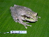  (Smilisca phaeota - AJC 1530)  @14 [ ] CreativeCommons - Attribution Non-Commercial Share-Alike (2010) Copyright Andrew J. Crawford Smithsonian Tropical Research Institute