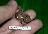  ( - AJC 1531)  @11 [ ] CreativeCommons - Attribution Non-Commercial Share-Alike (2010) Copyright Andrew J. Crawford Smithsonian Tropical Research Institute