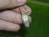  ( - AJC 1531)  @11 [ ] CreativeCommons - Attribution Non-Commercial Share-Alike (2010) Copyright Andrew J. Crawford Smithsonian Tropical Research Institute