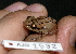  ( - AJC 1532)  @11 [ ] CreativeCommons - Attribution Non-Commercial Share-Alike (2010) Copyright Andrew J. Crawford Smithsonian Tropical Research Institute