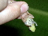  ( - AJC 1532)  @11 [ ] CreativeCommons - Attribution Non-Commercial Share-Alike (2010) Copyright Andrew J. Crawford Smithsonian Tropical Research Institute