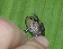  ( - AJC 1534)  @11 [ ] CreativeCommons - Attribution Non-Commercial Share-Alike (2010) Copyright Andrew J. Crawford Smithsonian Tropical Research Institute
