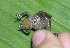  ( - AJC 1538)  @11 [ ] CreativeCommons - Attribution Non-Commercial Share-Alike (2010) Copyright Andrew J. Crawford Smithsonian Tropical Research Institute