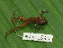  ( - AJC 1545)  @11 [ ] CreativeCommons - Attribution Non-Commercial Share-Alike (2010) Copyright Andrew J. Crawford Smithsonian Tropical Research Institute