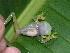  ( - AJC 1548)  @11 [ ] CreativeCommons - Attribution Non-Commercial Share-Alike (2010) Copyright Andrew J. Crawford Smithsonian Tropical Research Institute