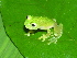  ( - AJC 1548)  @11 [ ] CreativeCommons - Attribution Non-Commercial Share-Alike (2010) Copyright Andrew J. Crawford Smithsonian Tropical Research Institute