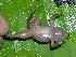  (Colostethus pratti - AJC 1573)  @14 [ ] CreativeCommons - Attribution Non-Commercial Share-Alike (2010) Copyright Andrew J. Crawford Smithsonian Tropical Research Institute