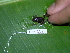  ( - AJC 1576)  @12 [ ] CreativeCommons - Attribution Non-Commercial Share-Alike (2010) Copyright Andrew J. Crawford Smithsonian Tropical Research Institute