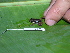  ( - AJC 1576)  @12 [ ] CreativeCommons - Attribution Non-Commercial Share-Alike (2010) Copyright Andrew J. Crawford Smithsonian Tropical Research Institute