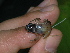  (Colostethus sp - AJC 1588)  @13 [ ] CreativeCommons - Attribution Non-Commercial Share-Alike (2010) Copyright Andrew J. Crawford Smithsonian Tropical Research Institute