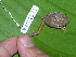  ( - AJC 1592)  @13 [ ] CreativeCommons - Attribution Non-Commercial Share-Alike (2010) Copyright Andrew J. Crawford Smithsonian Tropical Research Institute