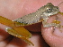  (Smilisca sila - AJC 1592)  @15 [ ] CreativeCommons - Attribution Non-Commercial Share-Alike (2010) Copyright Andrew J. Crawford Smithsonian Tropical Research Institute