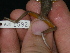  ( - AJC 1592)  @13 [ ] CreativeCommons - Attribution Non-Commercial Share-Alike (2010) Copyright Andrew J. Crawford Smithsonian Tropical Research Institute